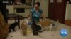 Cats Watch Humans for Behavioral Clues