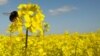 A foraging red-tailed bumblebee, Bombus lapidaries, visiting an oilseed rape flower in a field in the south of England. (Jonathan Carruthers)