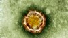 This undated image released by the British Health Protection Agency shows an electron microscope image of a coronavirus.