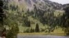 This undated photo provided by the U.S. Forest Service shows yellow-cedar trees growing along Sheep Lake east of the Cascade crest in Washington State. Adding and restoring forests is a cheap way to get substantial amounts of carbon out of the atmosphere, a new report says.