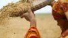 Crops of the Past Make a Comeback 