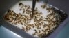 A technician inspects the pupae of genetically modified Aedes aegypti mosquitoes in Campinas, Brazil, Feb. 1, 2016. 