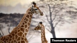 French zoo welcomes second baby giraffe in a year