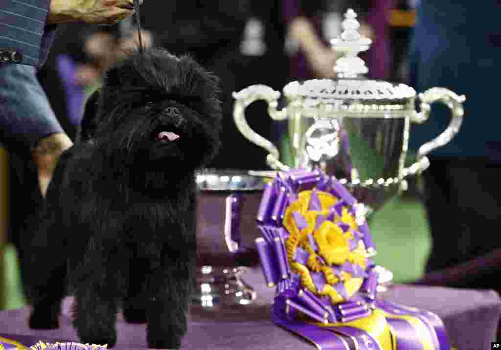 名叫“香蕉喬”的阿芬平嘉犬﹐2013年2月12日獲第137屆威斯敏斯特養犬俱樂部狗展的最佳展示獎。狗展在紐約麥迪遜廣場花園舉行。