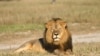 Ecos da morte de Cecil: companhias aéreas americanas passam a proibir o transporte de troféus de caça