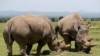 FILE - Najin, right, and her daughter Fatu, the last two northern white rhino females, graze near their enclosure at the Ol Pejeta Conservancy in Laikipia National Park, Kenya, March 31, 2018.