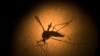 An Aedes aegypti mosquito is photographed through a microscope at the Fiocruz institute in Recife, Pernambuco state, Brazil, Jan. 27, 2016. The mosquito is a vector for the proliferation of Zika virus currently spreading throughout Latin America.