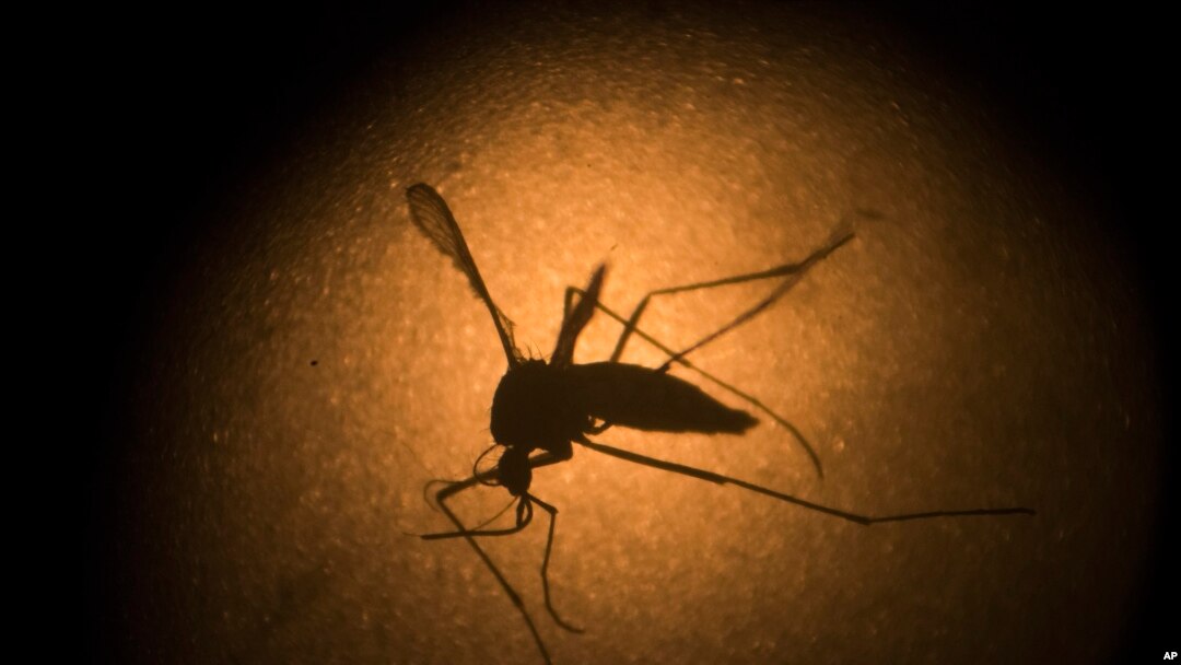 An Aedes aegypti mosquito is photographed through a microscope at the Fiocruz institute in Recife, Pernambuco state, Brazil, Jan. 27, 2016. The mosquito is a vector for the proliferation of Zika virus currently spreading throughout Latin America.