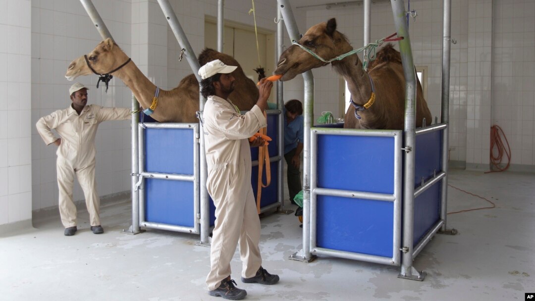 A camel milk farm. Scientists have found a clue that suggests camels may be involved in infecting people in the Middle East with the MERS virus, July 3, 2013