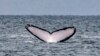Lobster Diver Survives Getting Caught in Whale’s Mouth