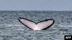 FILE - The tail of a humpback whale surfaces near Contadora Island, Panama, on July 13, 2019.