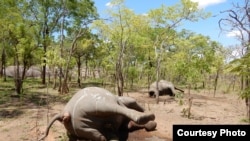 Elefante morto em Moçambique