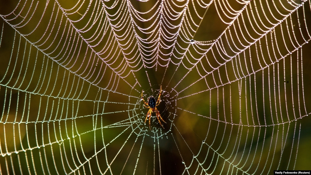 A spider waits in its web in a field near the village of Kozliki, Belarus September 20, 2018.(Reuters Photo/Vasily Fedosenko)