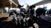 The use of antibiotics in livestock helps the animals stay healthy and grow faster, but bacteria develop resistance to the drugs, and those resistant bacteria can spread to people. 
