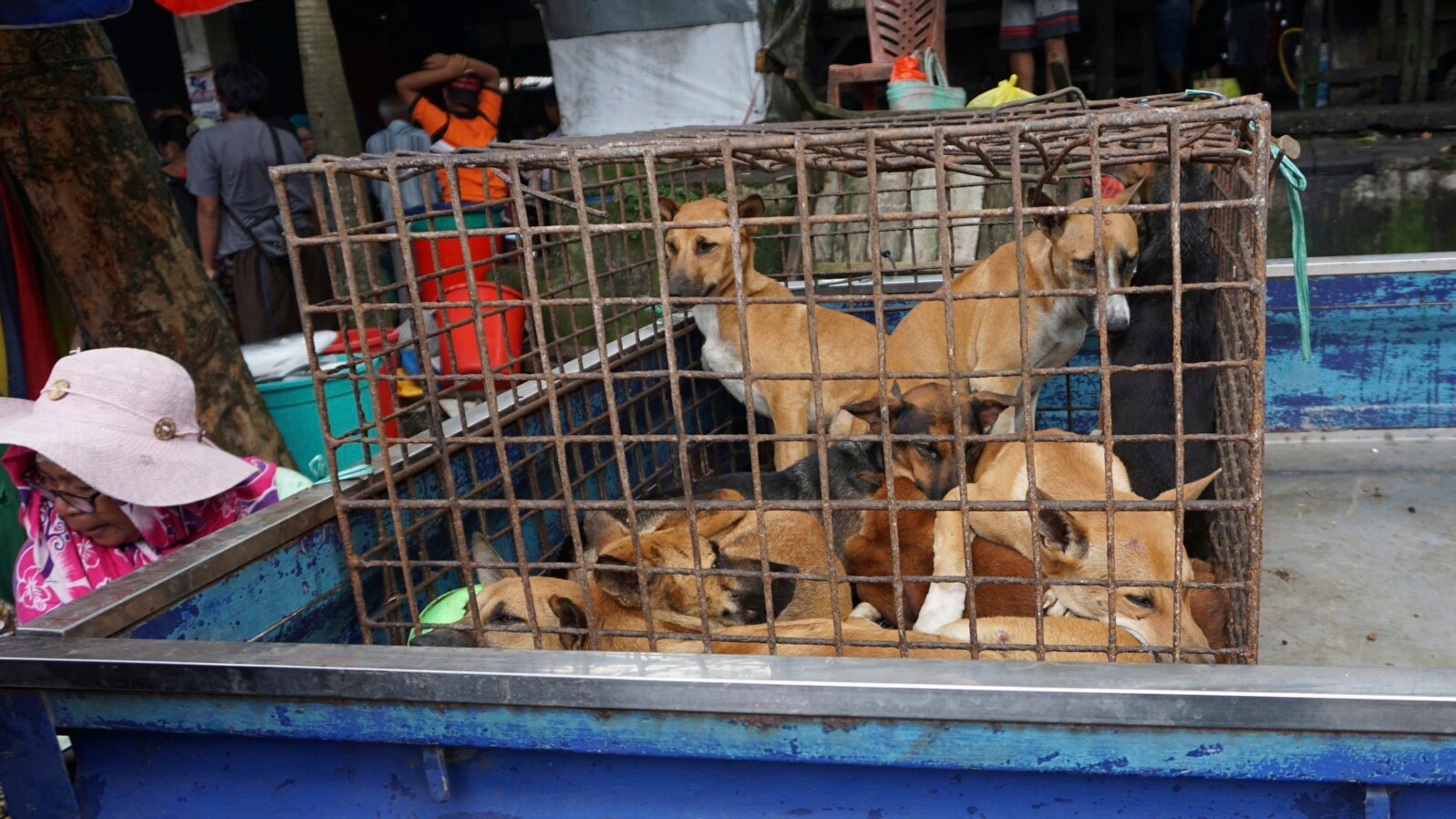 In this undated photo released by Dog Meat Free Indonesia, dogs for sale are seen in a cage on the back of a truck at a market in Air Madidi, North Sulawesi, Indonesia.
