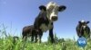 Gene Editing Having Impact on Farming World