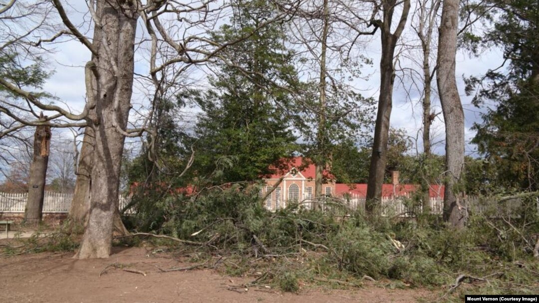 A fallen Canadian hemlock tree at George Washington's Mount Vernon.