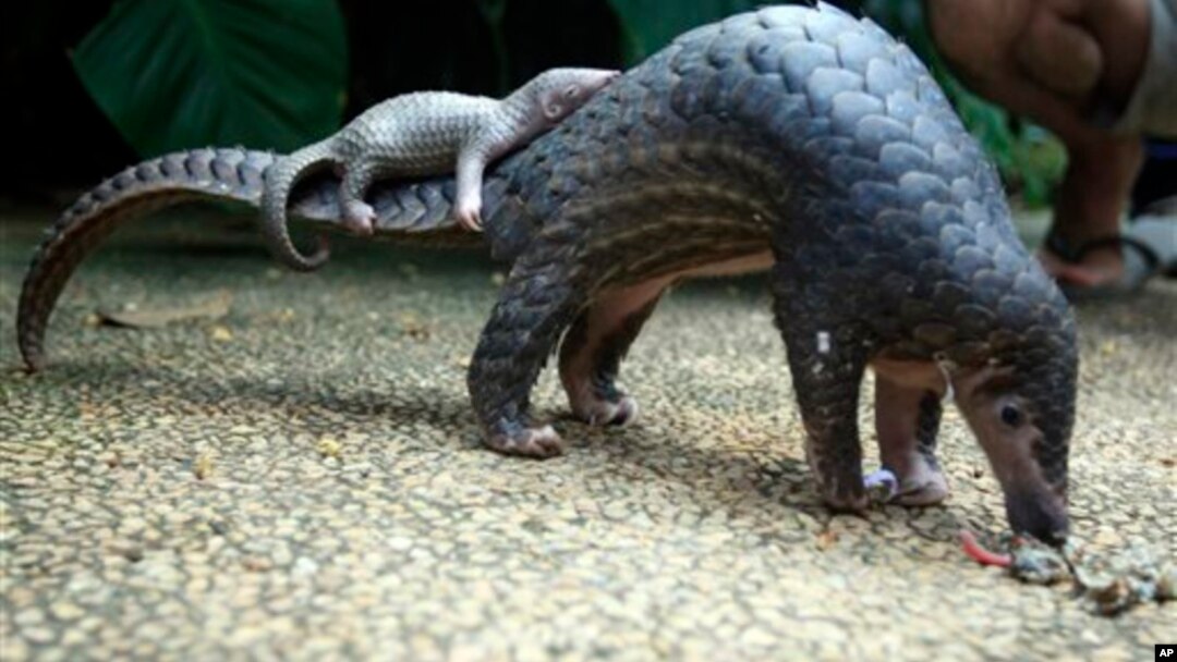 Pangolin carrying its young. Scaly anteaters called endangered by conservation groups. 