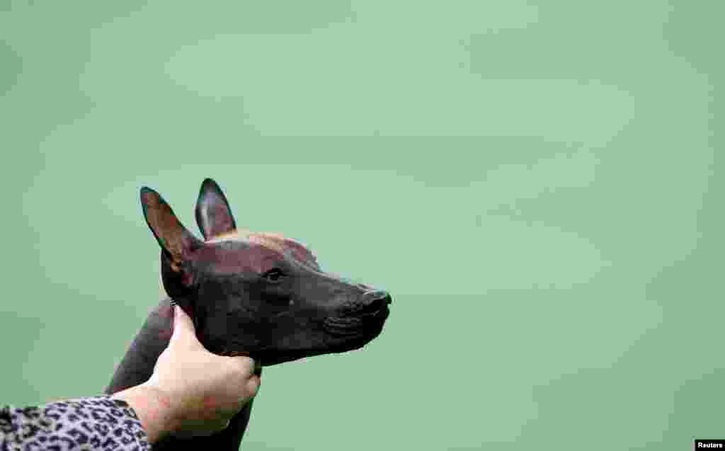 一頭墨西哥無毛犬在非運動類犬比賽中接受評審。