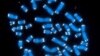 FILE - The 46 human chromosomes, where DNA resides and does its work.