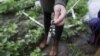 Soil sensors connected to artificial intelligence map soil moisture, temperature and acidity. (Courtesy - Microsoft)