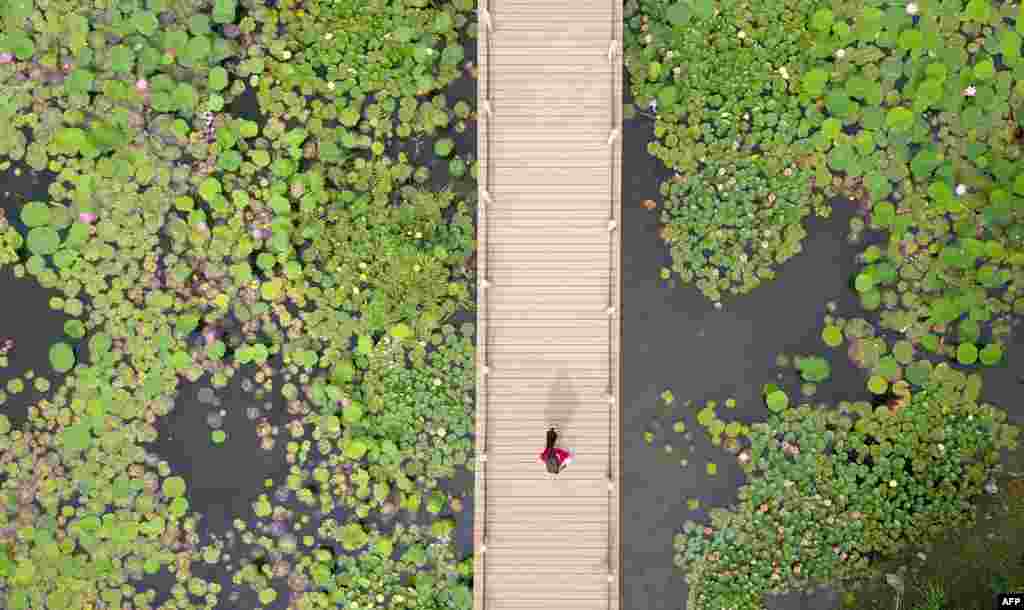 This aerial image shows a visitor (C) viewing lotus plants from a walkway at the Sanwan scenic area next to the ancient canal in Yangzhou, in China's eastern Jiangsu Province.