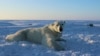 In this April 15, 2015 photo provided by the United States Geological Survey, a polar bear wearing a GPS video-camera collar lies on a chunk of sea ice in the Beaufort Sea. A new study released Feb. 1, 2018 shows some polar bears in the Arctic are shedding pounds during the time they are supposed to be beefing up. 