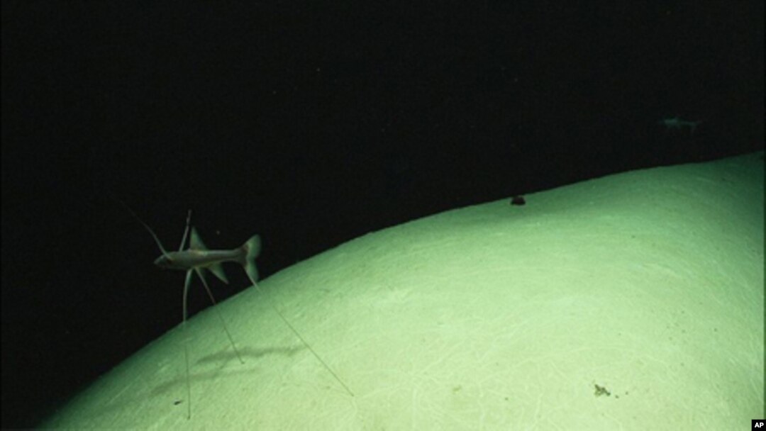 Picture of a tripod fish