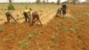 Fannin Noma A Ghana Na Fuskantar Barazana Saboda Kaurar Jama'a Daga Kauyuka Zuwa Birane