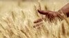 FILE - A farmer harvests wheat on a field in the El-Menoufia governorate, north of Cairo, Egypt.