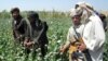 دستگیری دو قاچاقبر شبکه بین المللی مواد مخدر