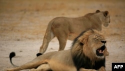 Cecil em 2012