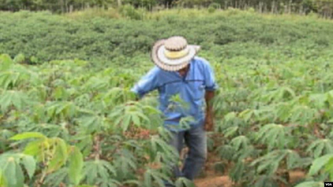 Casi dos tercios de las plantas que están en peligro de extinción se encuentran en bosques húmedos tropicales.