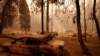 Incendios forestale causan víctimas y destrucción