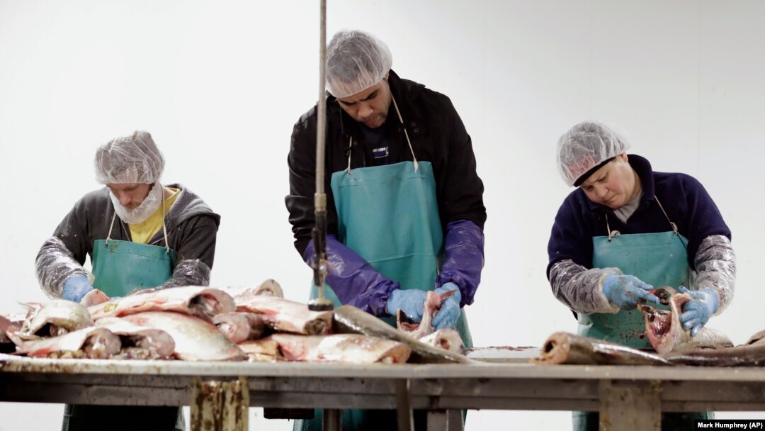 In this February 11, 2020, photo, Asian carp are processed at Two Rivers Fisheries in Wickliffe, Kentucky.