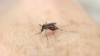 An Aedes aegypti mosquito is seen on human hand in a laboratory of the International Training and Medical Research Training Center (CIDEIM) in Cali, Colombia, Jan. 28, 2016. 