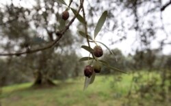 FILE - Damaged olives hang in a grove in Nerola, 50 kilometers (31 miles) from Rome, Nov. 13, 2014.