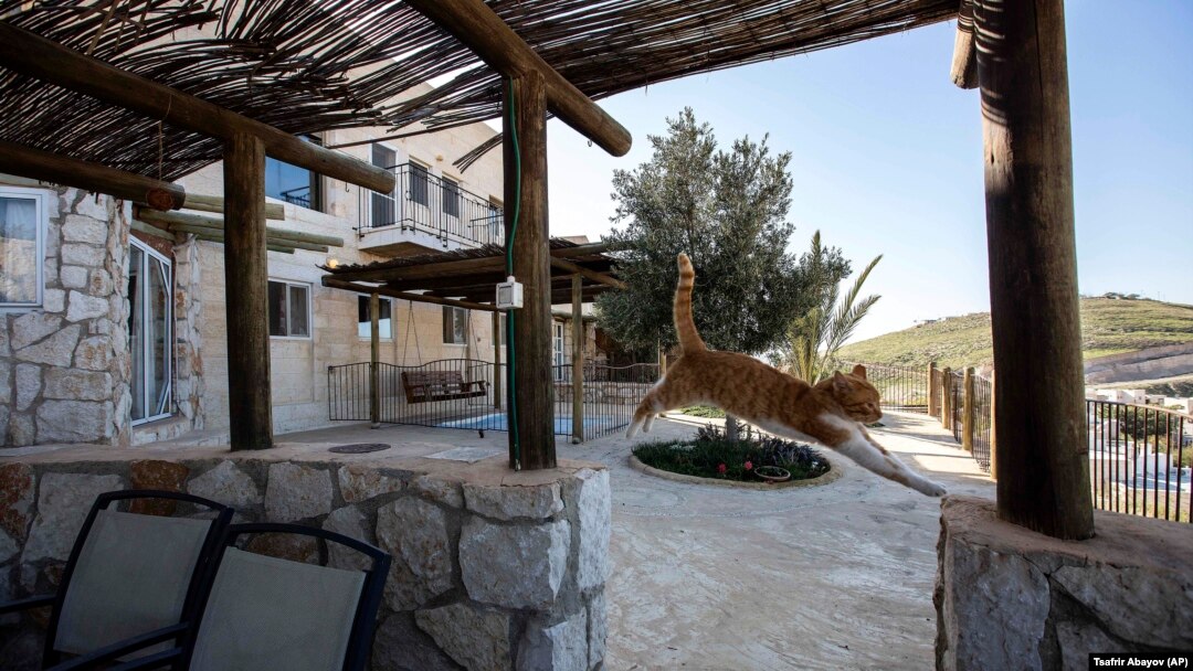 FILE - In this Jan. 17, 2016, file photo, a cat jumps at a guest house advertised on Airbnb international home-sharing site in Nofei Prat settlement at the West Bank. (AP Photo/Tsafrir Abayov, File)