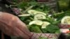 School Lunches Join Farm-to-Table Trend